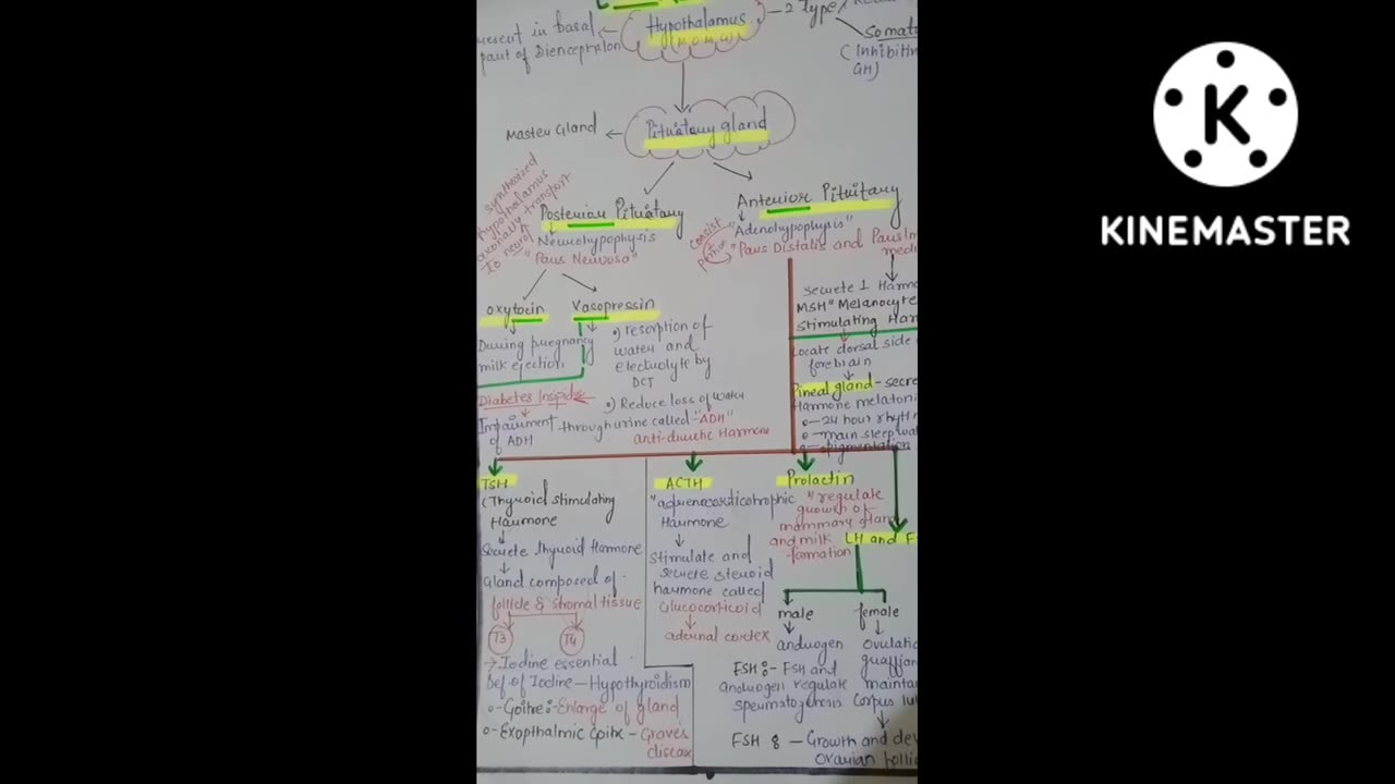 Endocrine Glands Class 11|| Part -1| Flowchart|