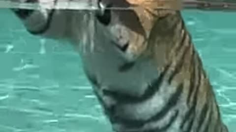 Water procedures. Tiger swims