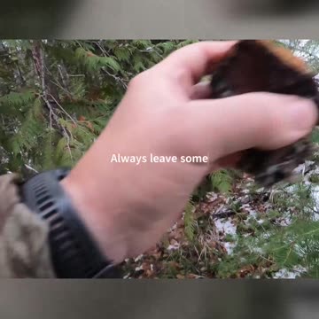 Uncover the Mystery of a Disappearing Chaga!