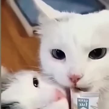 Fanny cat moving video