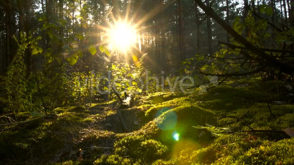 Forest.. Beautiful view.