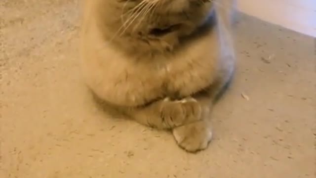 Cute cat 🐱🐱🐱🐱