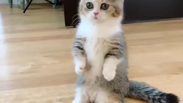 So Adorable Cat