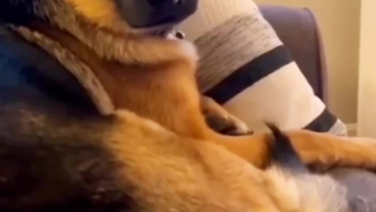 2024's Cutest Pups Unveiled - Funny Dog Compilation