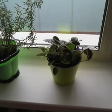 Beautiful flowers at home and winter outdoors.