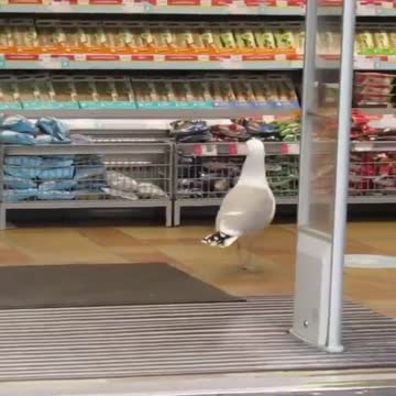 That’s hilarious! A shoplifting Seagull....you’re right, he’s definitely done this before😂