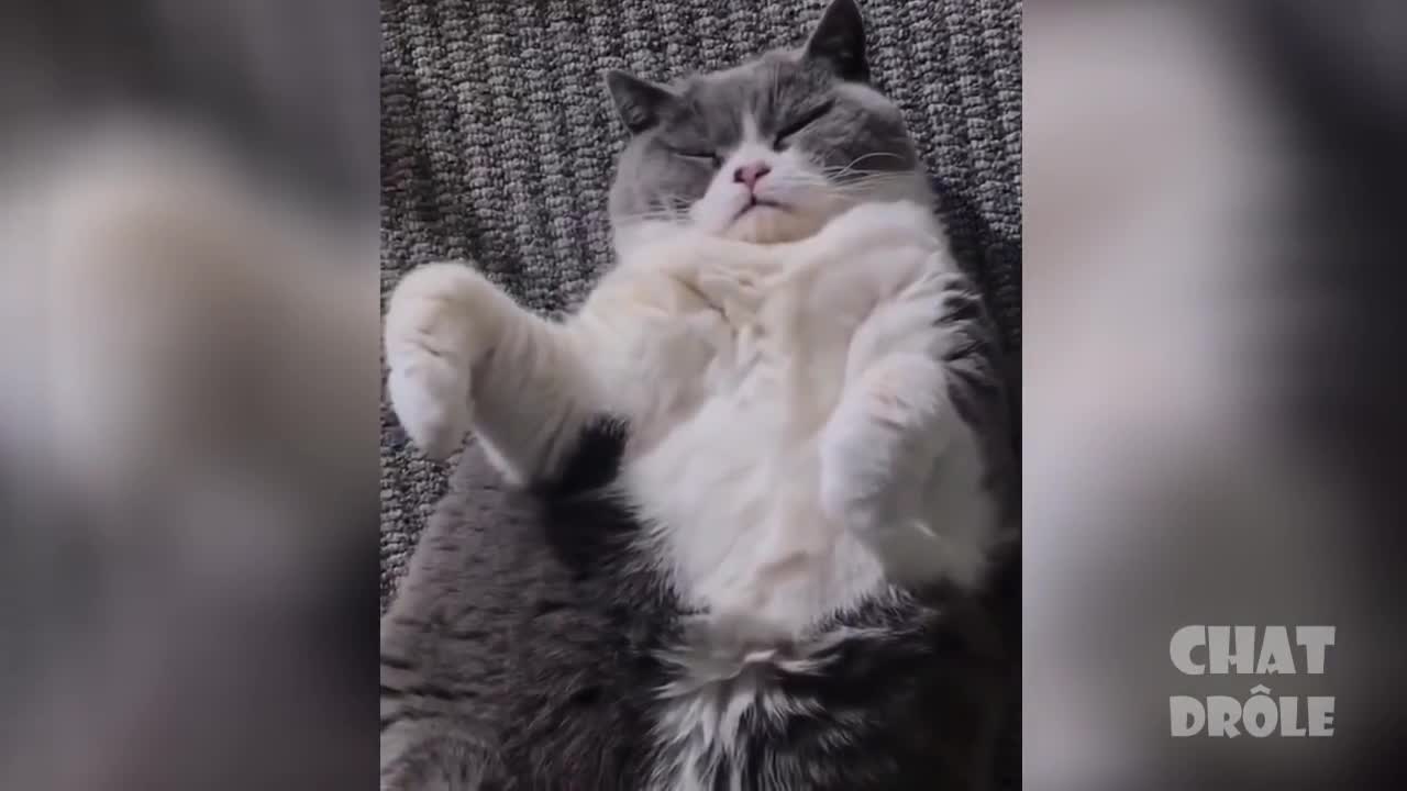 Try Not To Laugh ✪ Laughing Cat Video # 6