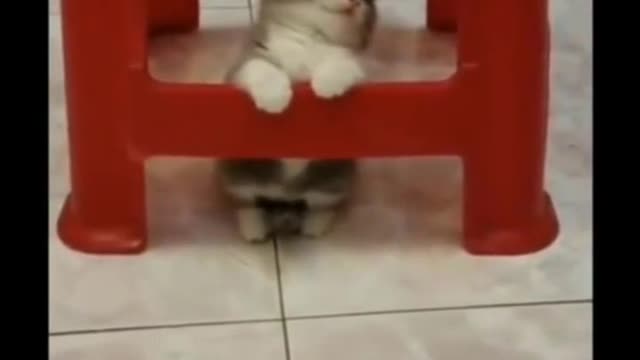 Videos Compilation Funniest and cutest moments of animals 4