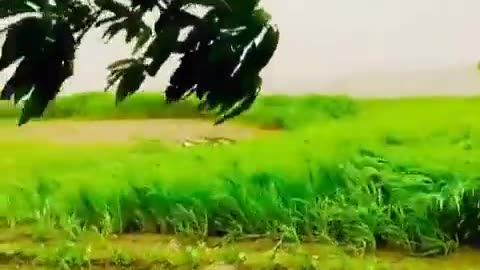 Beauty of the world