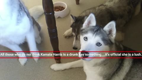 Donald Trump Huskies Hate Kamala