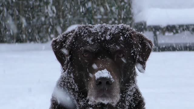 Cute dog+snow✨