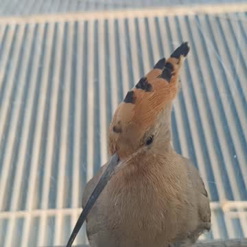 The most beautiful morning with the hoopoe