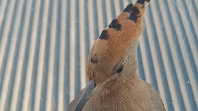 The most beautiful morning with the hoopoe