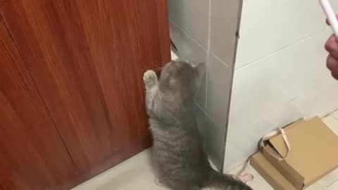 The cat playing by the wardrobe