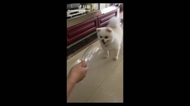 🤣🤣🤣 Puppy's head gets trapped in plastic bottle 🤣🤣🤣