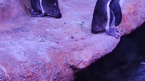 Penguins Resting in Oceanarium