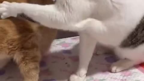 Another Funny Cat Video