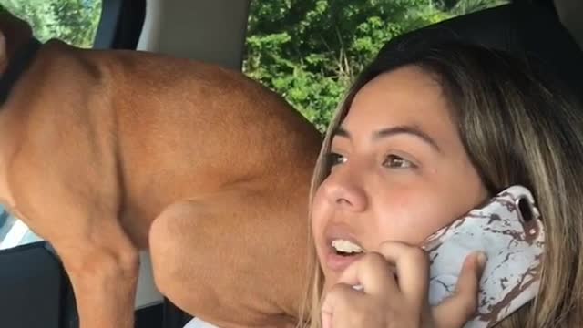 Brown dog a parrot sits on top of white shirt woman in car