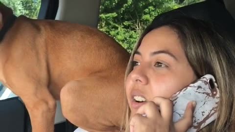 Brown dog a parrot sits on top of white shirt woman in car