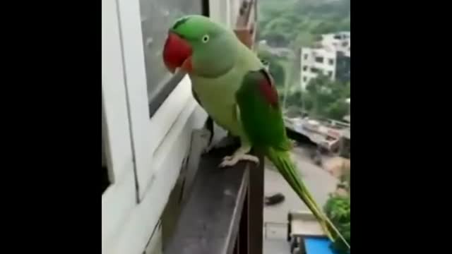 💖🥰#sweet parrot 💕