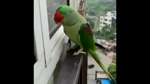 💖🥰#sweet parrot 💕