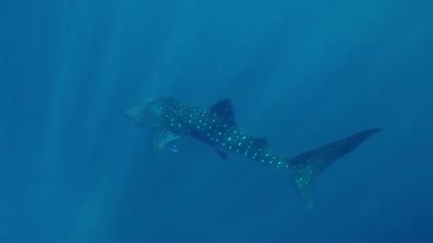 shark 🦈 stock photography in deep sea# amazing video