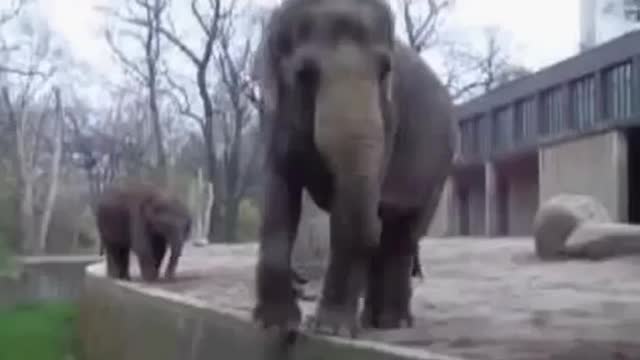 Try not to laugh Funny Elephant Video