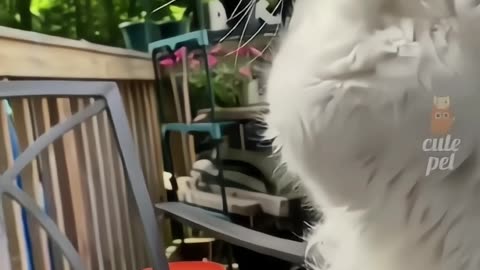 Cats Funny moments