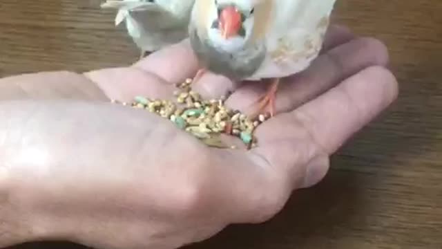 Zebra finch eating done my hand!!