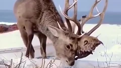 Deer gets into fight and it’s pretty clear who won…