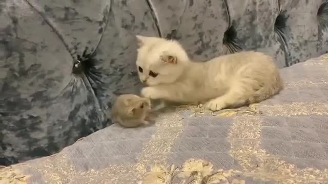 Cat Play Funny!!