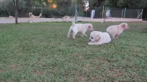 Cachorros labrador