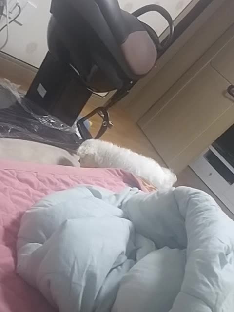 Puppy playing with hamburger toy