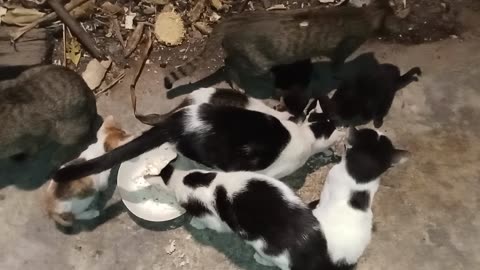 Cats Fighting Over Food!