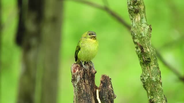 nature-bird-green