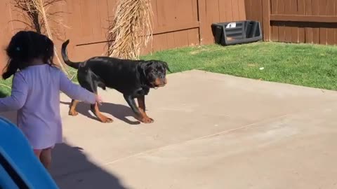 Dog playing with baby