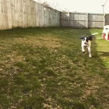 Epic fail dog catch