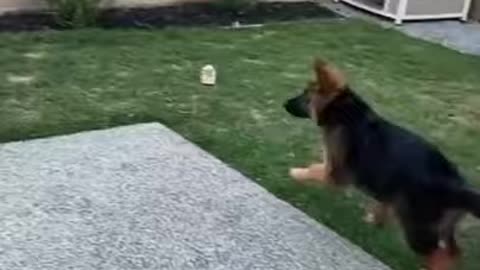 🐕 Cachorro de perro bailando con mariposa 🦋