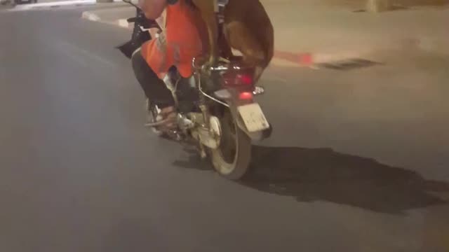 Dog Balance on Motocycle with fence