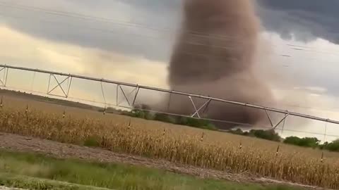 Shorts - Tornado