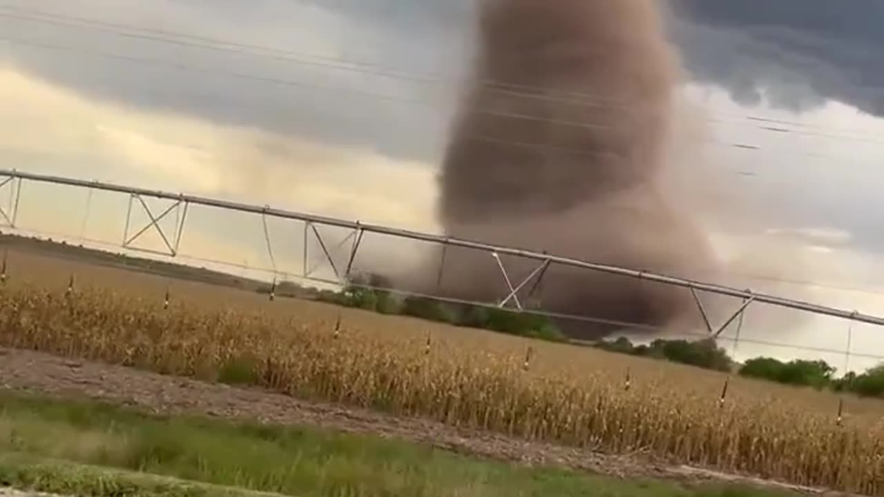 Shorts - Tornado