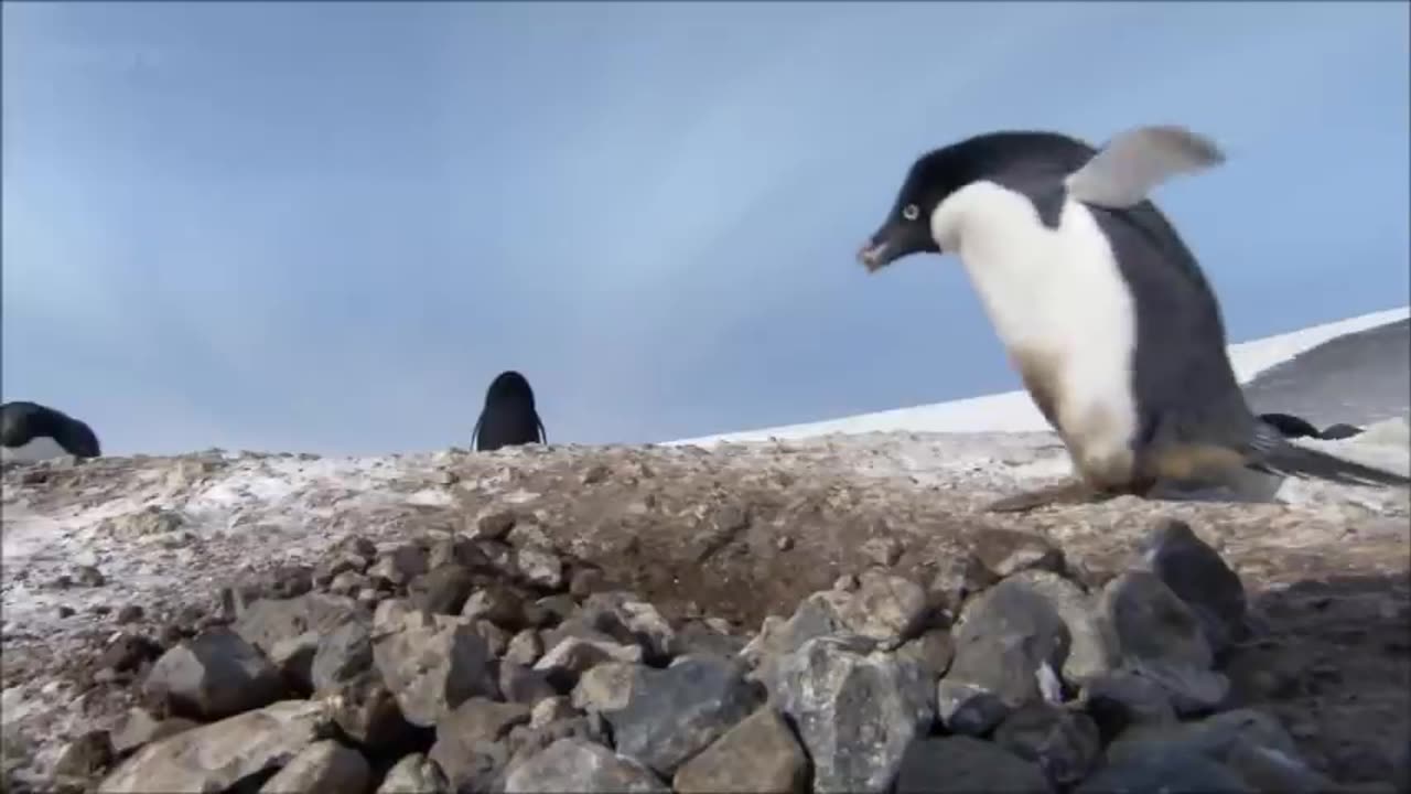 So some penguins turn to a life of crime