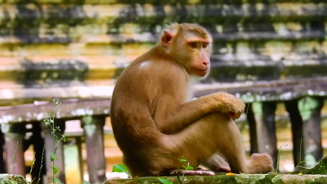 Cute baby monkey Rainbow cute and adorable behavior of monkeys and their children