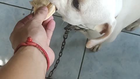 My Dog Eating Burger