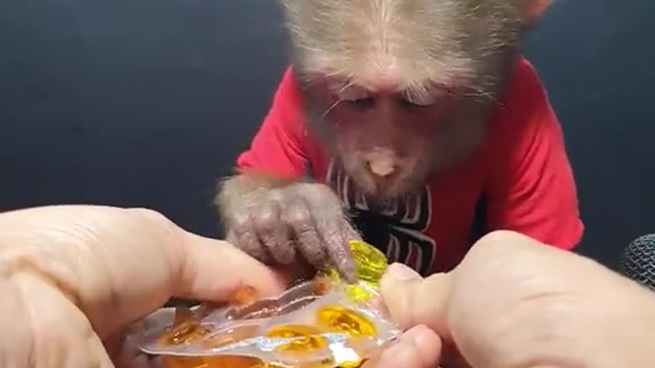 baby Cute Monkey He Eats Fruit Jelly.