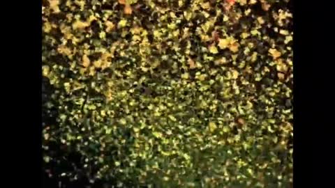 Different color video