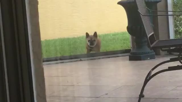 Dog runs into screen door