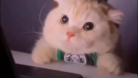 wow la réaction est bébé chat