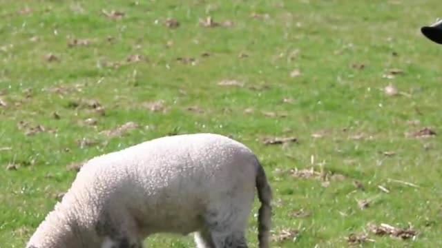 cute animals | cute cats | cute pappy |cute dogs | cute birds|cute pets #