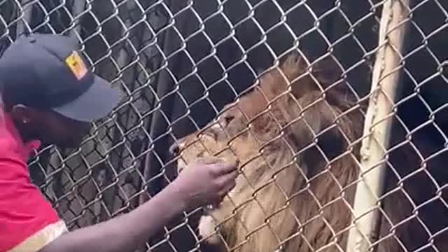 Never play with a lion see how this guy lost his finger